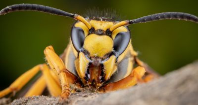 AI to detect invasions of Asian hornets